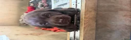 Labrador Retriever dogs for sale: Super Chunky Gorgeous George in Poulton-le-Fylde - Advert 10