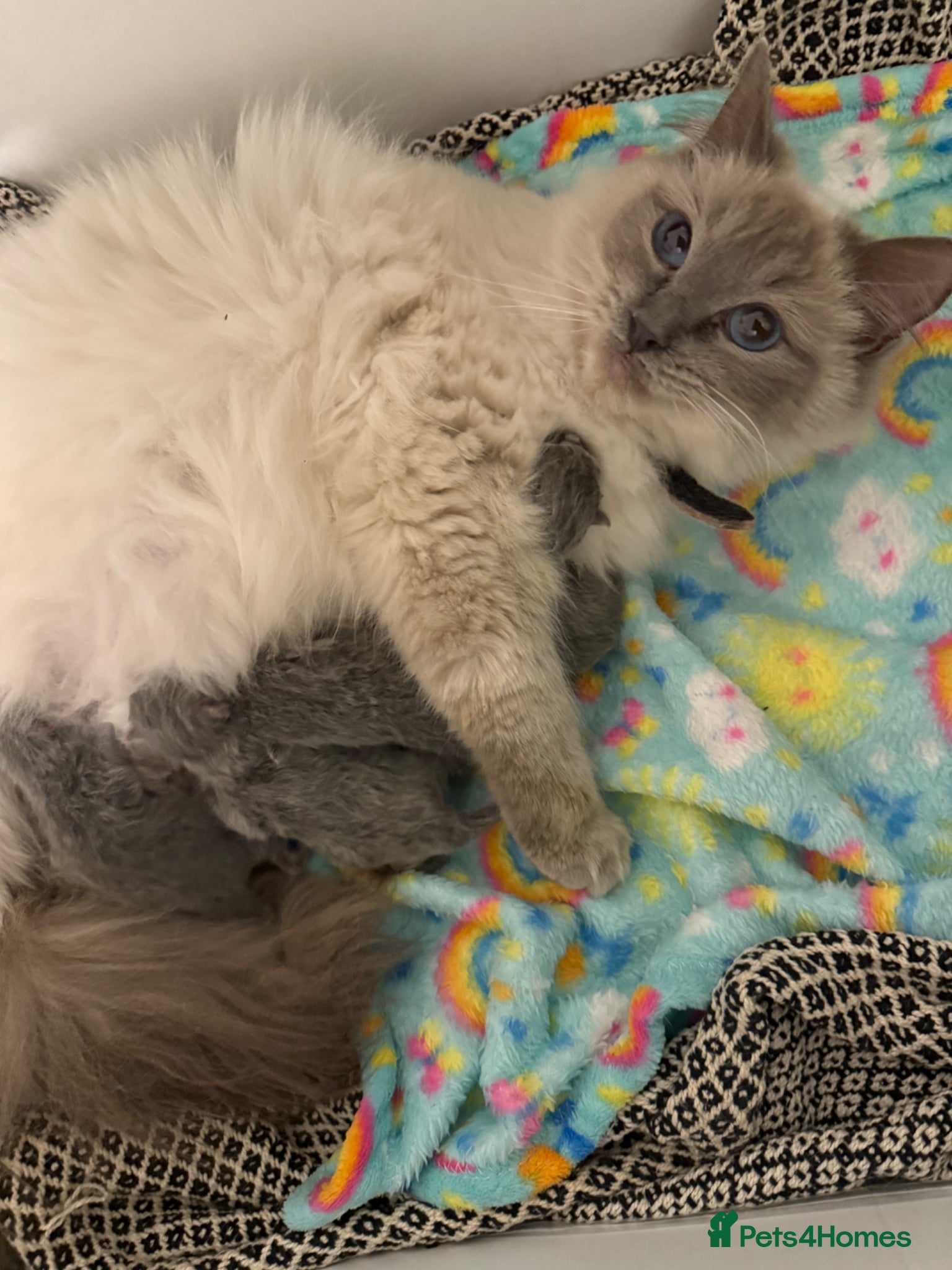 Ragdoll cats ❤️Ragdoll x British Shorthair Kittens❤️ - Advert 5
