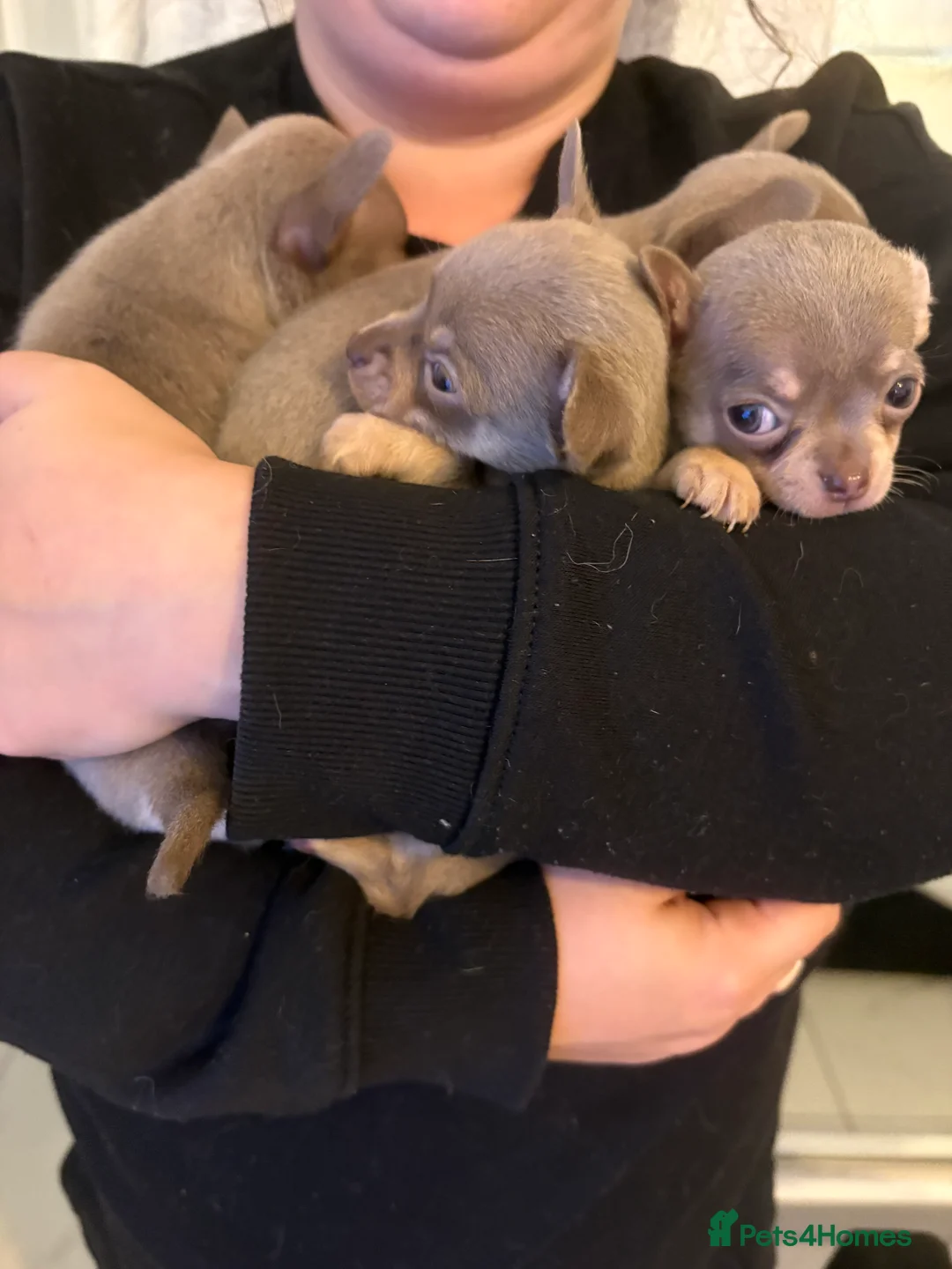 Chihuahua dogs for sale: Lilac tan males  - Advert 2
