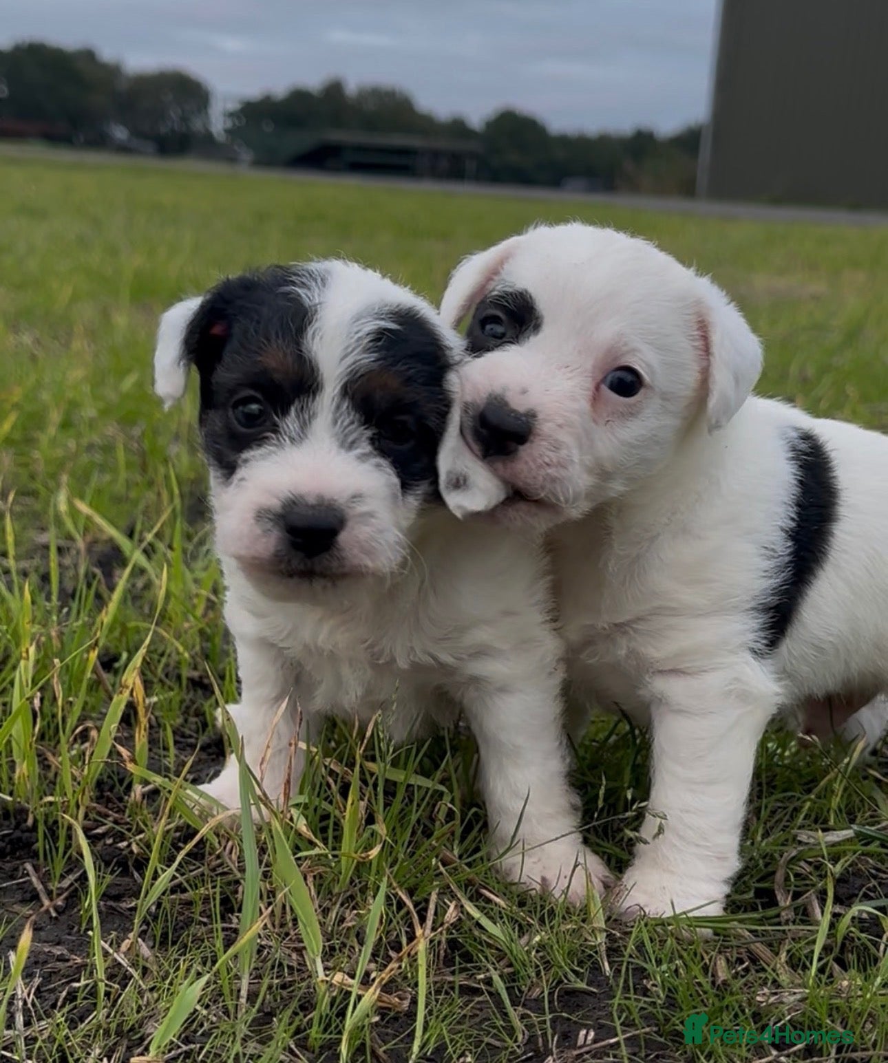 Mixed Breed dogs Adorable terrier pups  - Advert 12