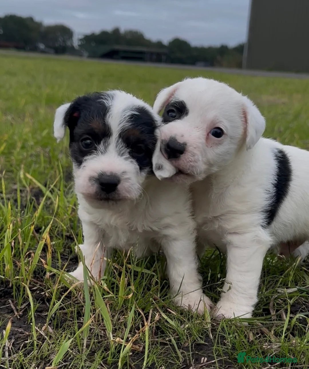 Mixed Breed dogs for sale: Adorable terrier pups  - Advert 1