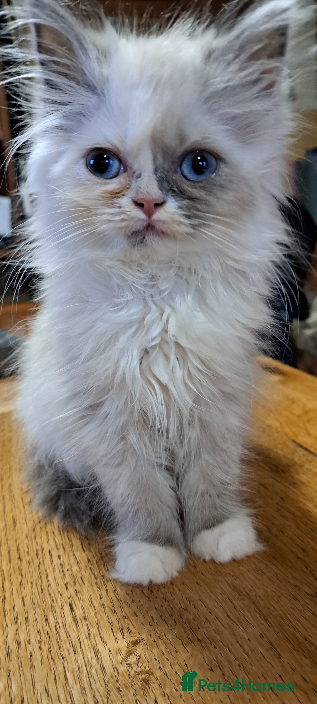 Ragdoll cats for sale: 2 ragdoll cross persian kittens - Advert 8