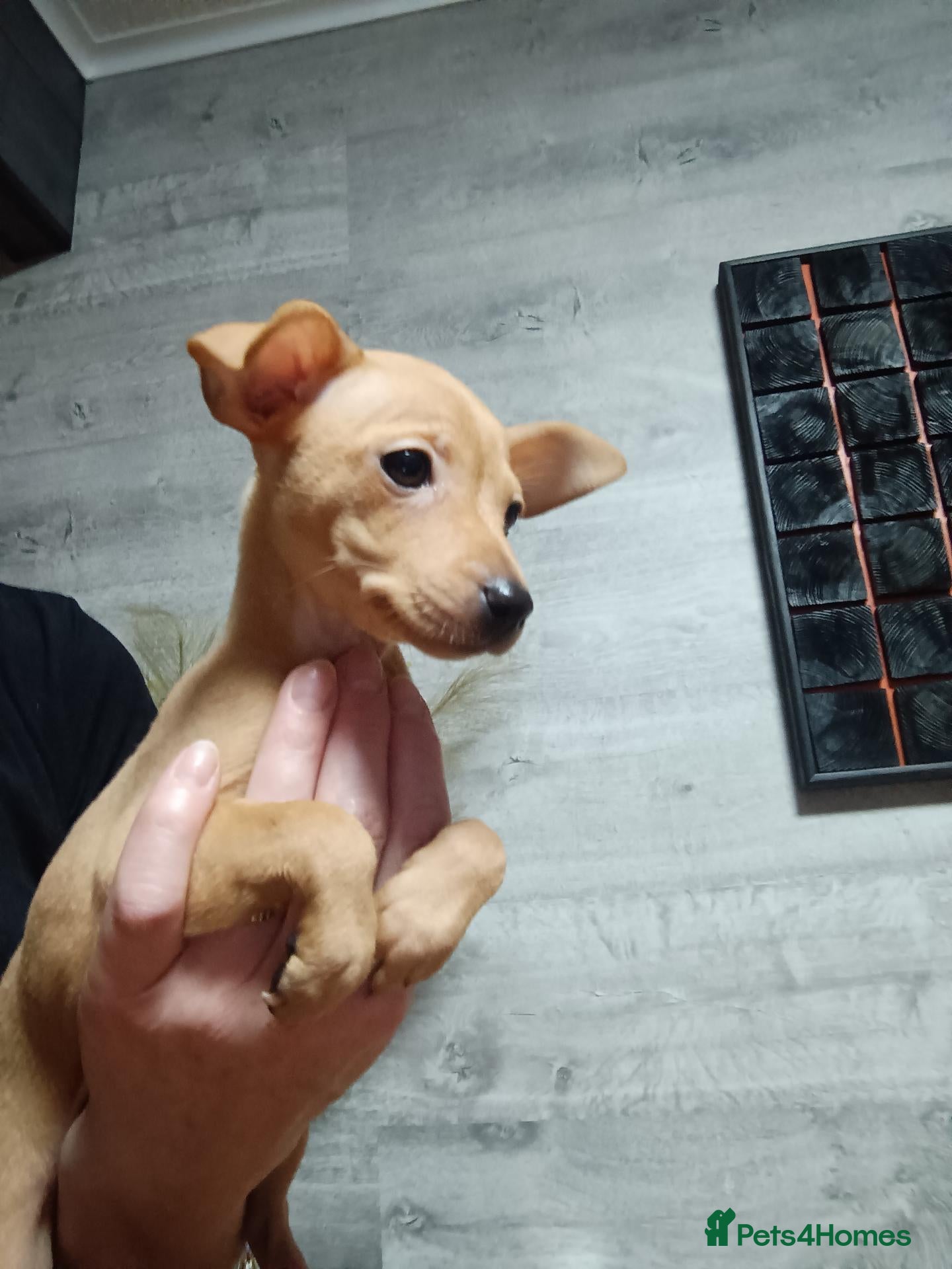 Miniature Pinscher dogs 6 Beautiful Miniature pincher Puppies  - Advert 2