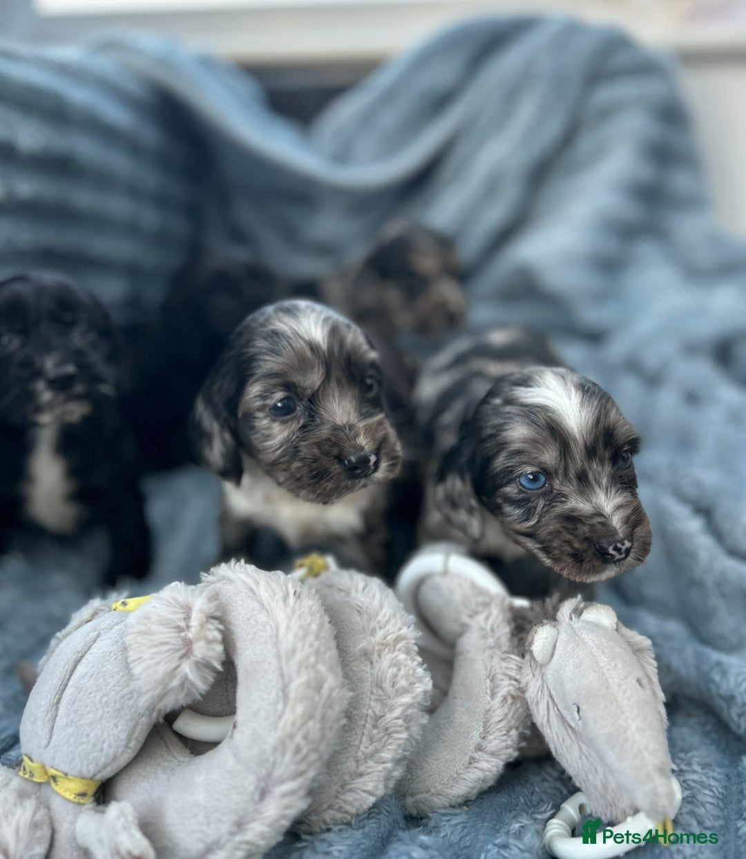 Cocker Spaniel dogs for sale: Stunning and unique puppies, DNA health tested - Advert 1