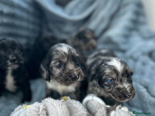 Cocker Spaniel dogs Stunning and unique puppies, DNA health tested - Advert 1