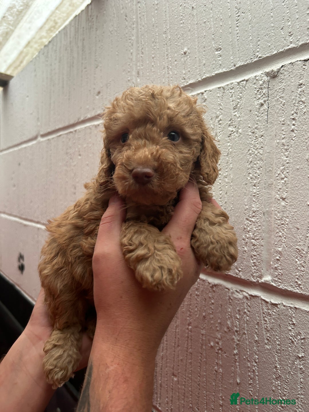Schnoodle dogs for sale: Beautiful Schnoodle puppys - Image 5