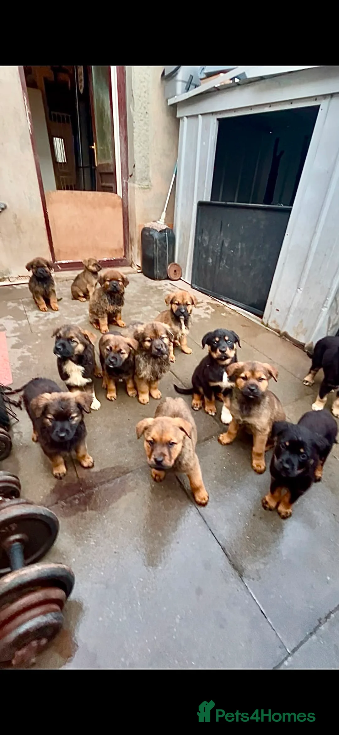 Mixed Breed dogs for sale: Masakiweiler (mastiff x akita x rottweiler) pups - Advert 1