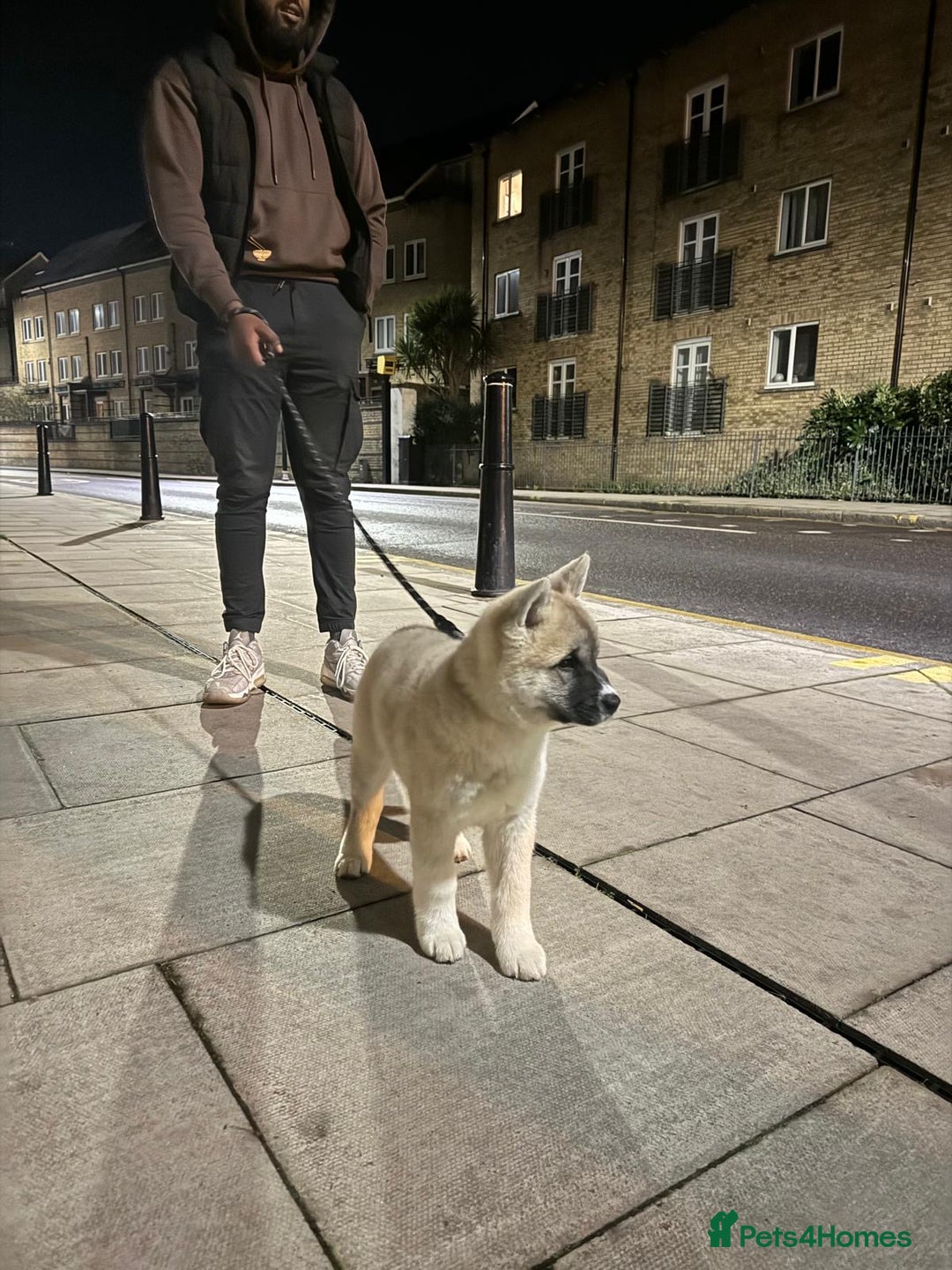 Mixed Breed dogs for sale: Half Japanese Half American Akita - Image 7