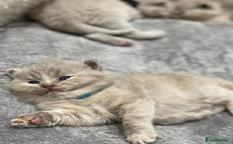 British Shorthair cats - Advert 10