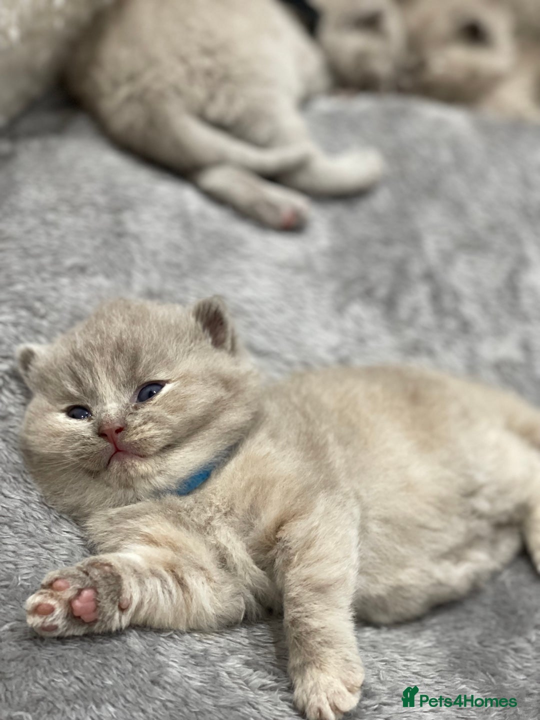 British Shorthair cats for sale: Champions bloodline British Shorthair Kittens! 🐾  - Image 1