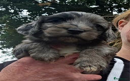 Cockapoo dogs for sale: Gorgeous Cockerpoo Puppies  - Image 11
