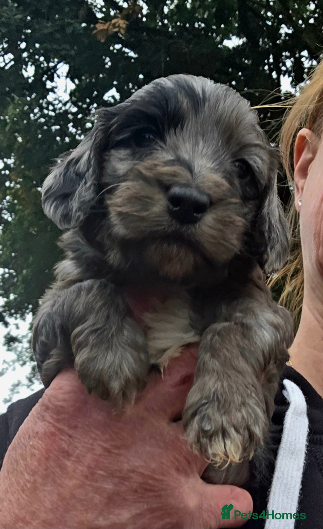 Cockapoo dogs for sale: Gorgeous Cockerpoo Puppies  - Image 11