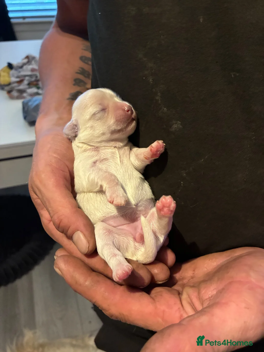 Maltese dogs for sale: Maltese puppies for sale in Dundee - Advert 7