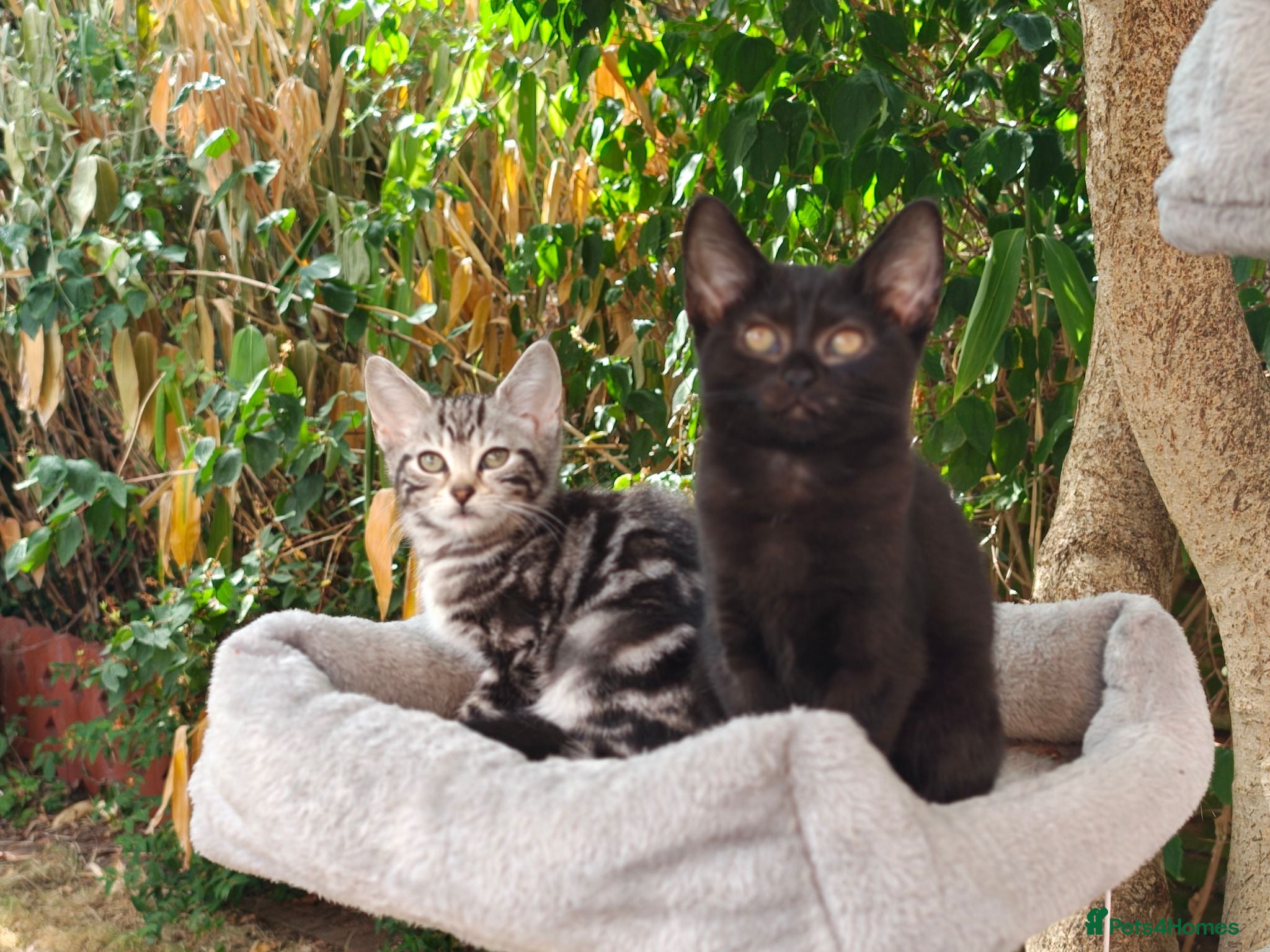 Mixed Breed cats Bengal Marble & Turkish Agora - Advert 2