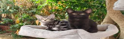 Mixed Breed cats for sale: Bengal Marble & Turkish Agora - Advert 2