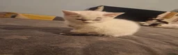 Siberian cats for sale: Siberian kittens  - Advert 10