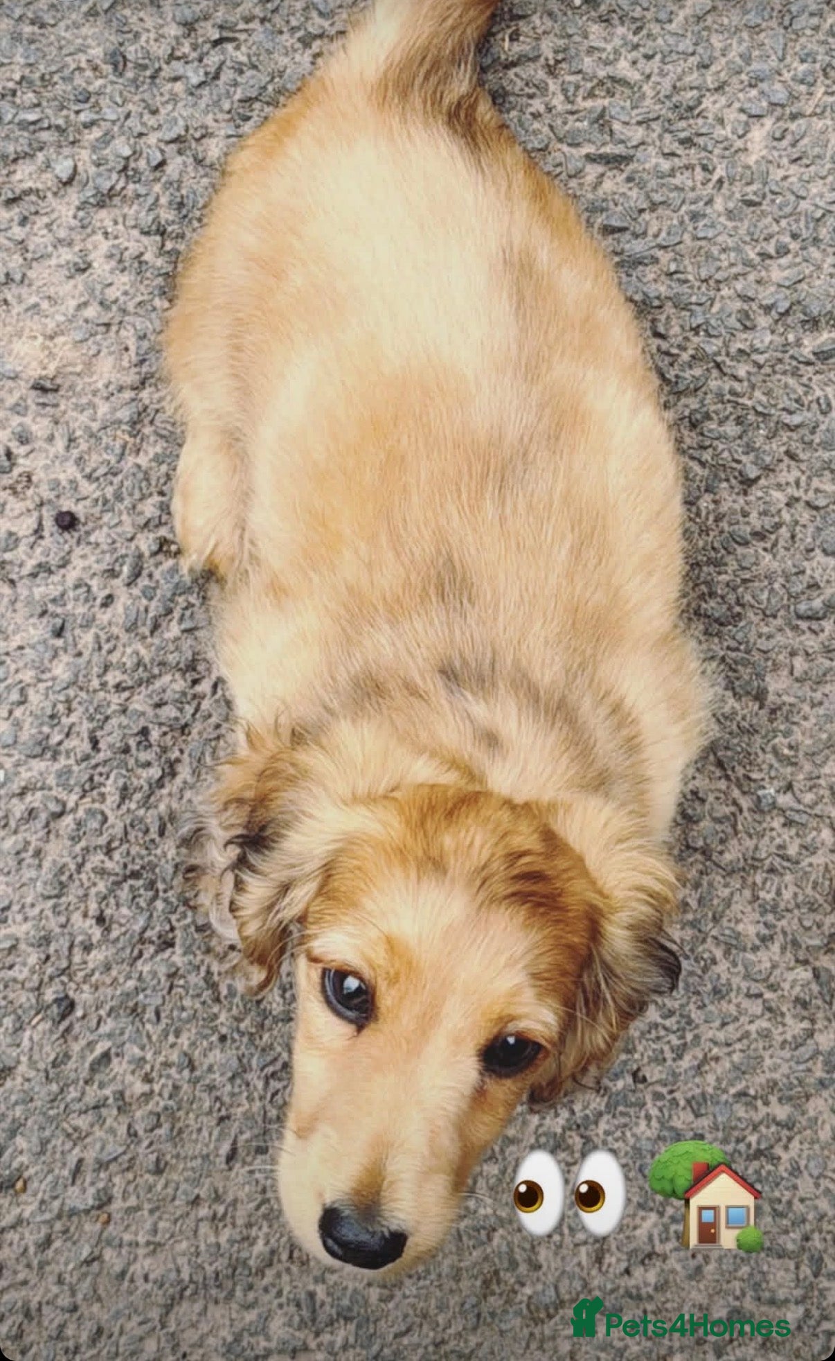 Miniature Dachshund dogs Beautiful Luxuriously Longhaired Male - Advert 13