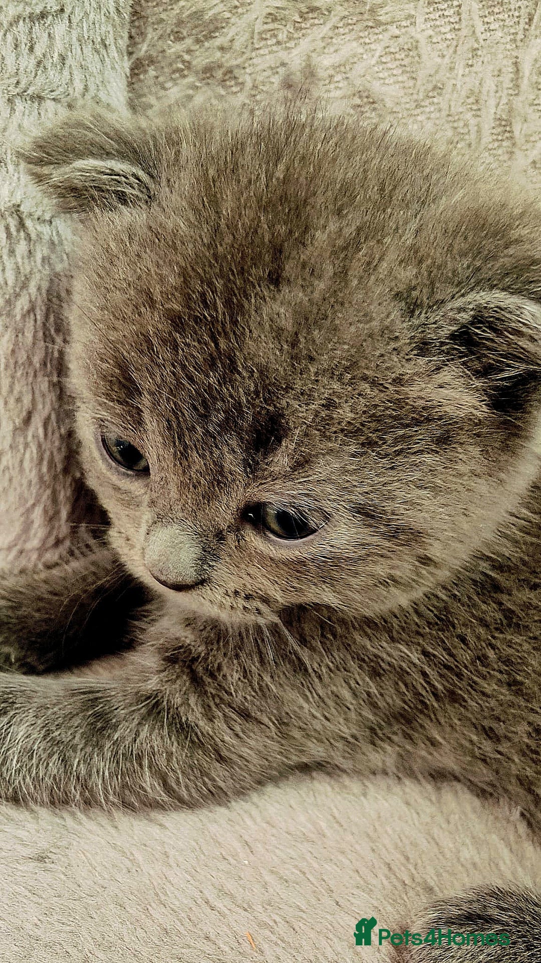 Scottish Fold cats for sale: ❤️Gorgeous Scottish Fold Straight ears kittens❤️ - Image 8