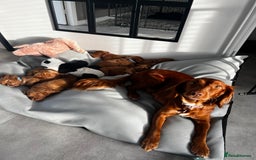 Cocker Spaniel dogs for sale: 🧡 Waiting List OPEN! 🧡 Fox Red WCS - Image 10
