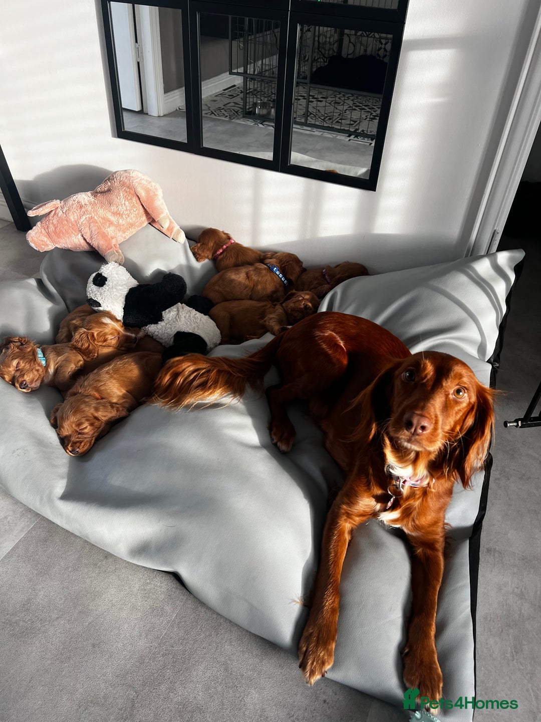 Cocker Spaniel dogs for sale: 🧡 Waiting List OPEN! 🧡 Fox Red WCS - Image 10