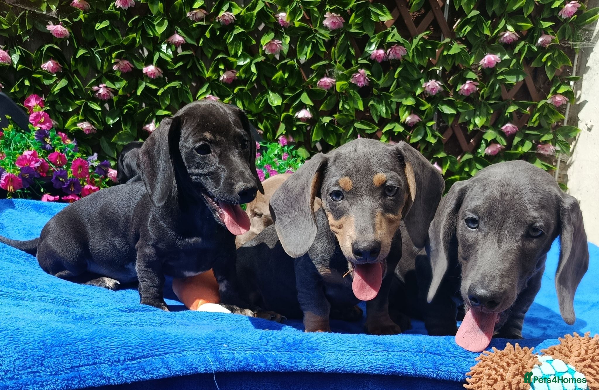 Dachshund dogs FULLY VAX READY NOW QUAILTY MINI KC Reg PRA CLEAR  - Advert 2