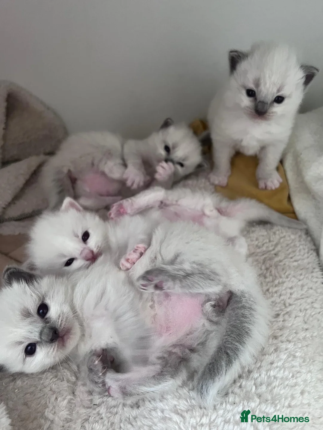 Ragdoll cats for sale: Gorgeous Ragdoll kittens for sale - Advert 1