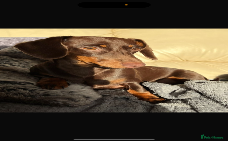 Miniature Dachshund dogs - Advert 6