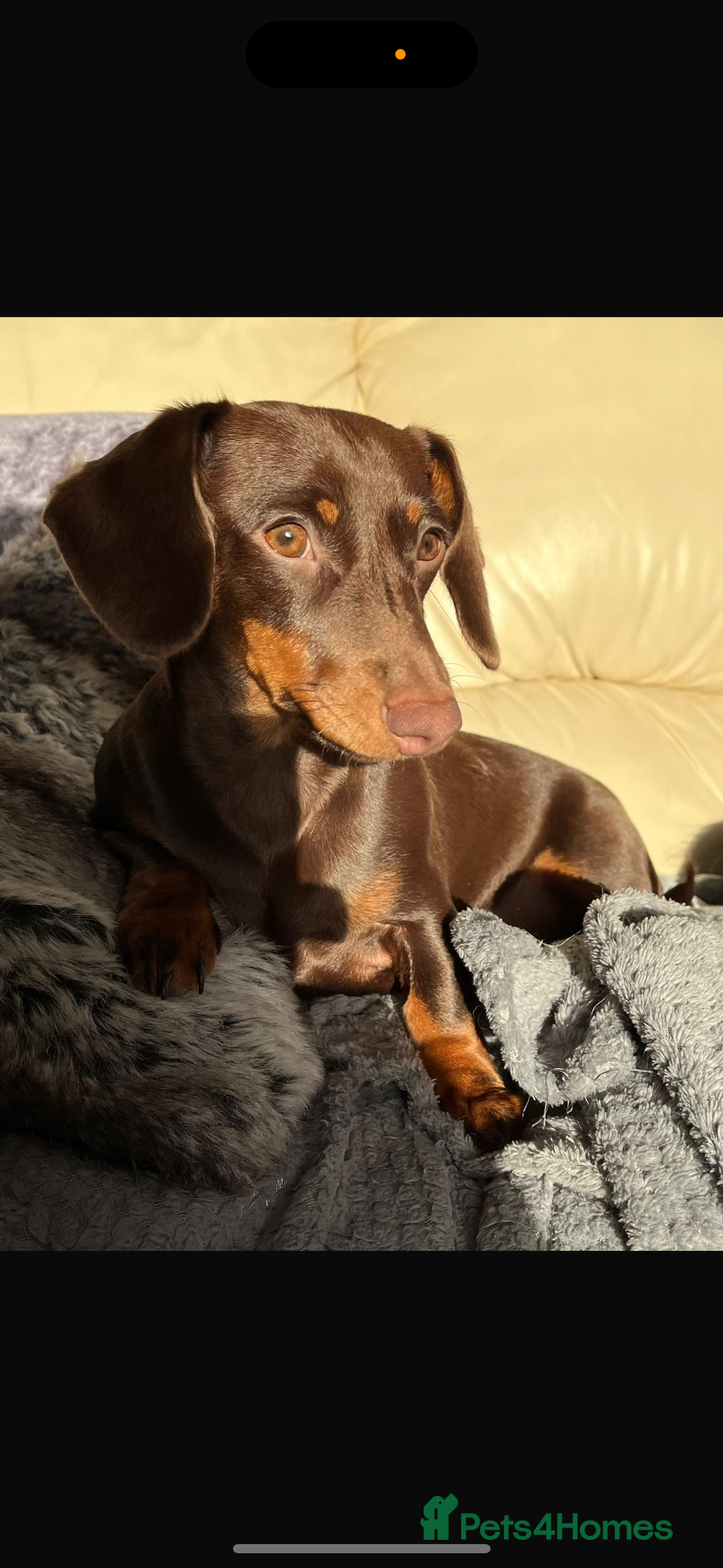 Miniature Dachshund dogs for sale: Miniature dachshund    - Image 1