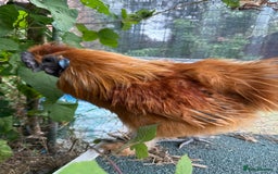 Chickens poultry for sale: 2 male silkie chickens - Image 2