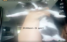 Mixed Breed cats for sale: Kittens for sale !!! - Image 12
