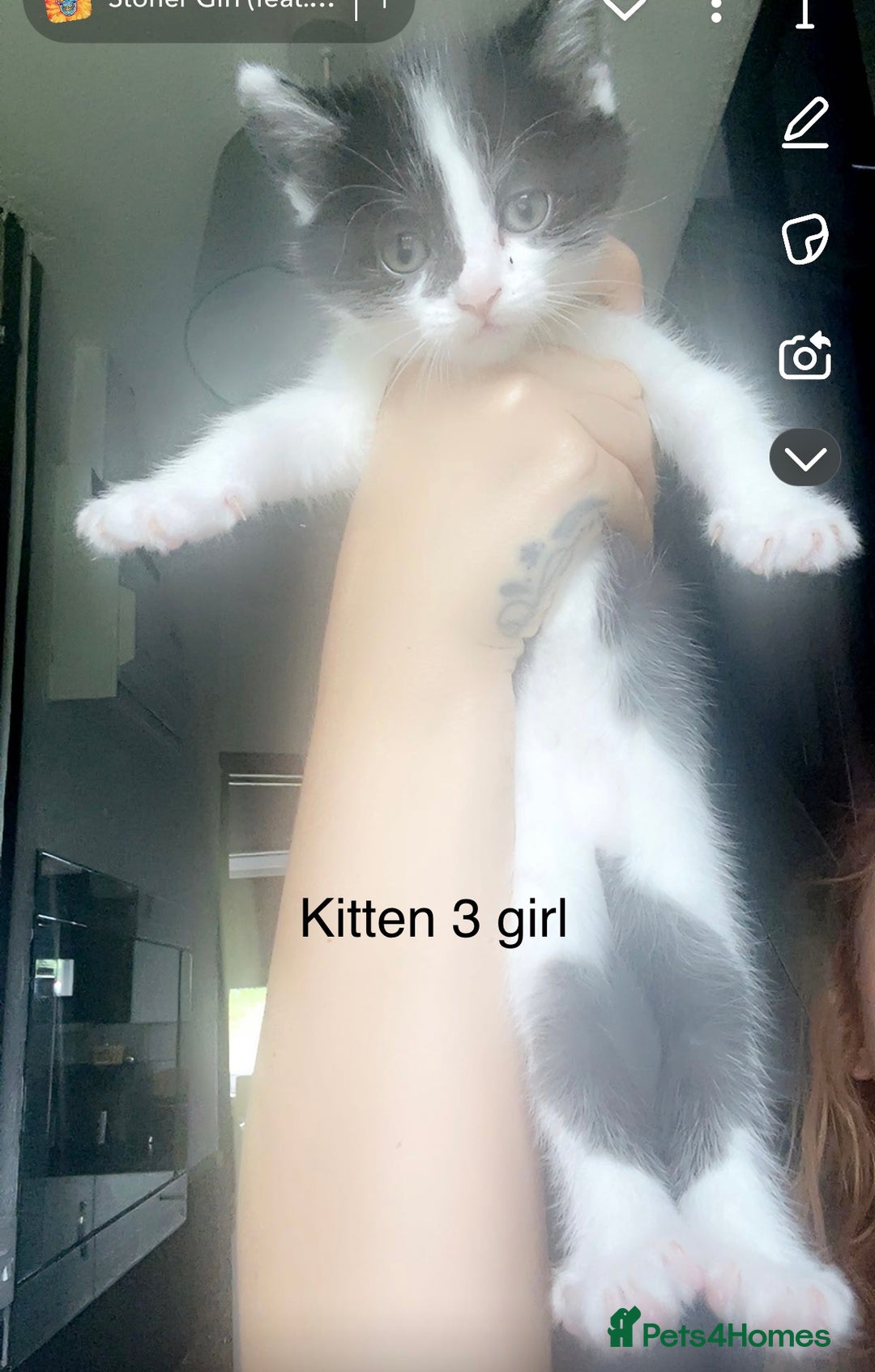 Mixed Breed cats for sale: Kittens for sale !!! - Image 12