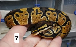 Python Snake reptiles for sale: Royal Python Morphs Males - Image 15