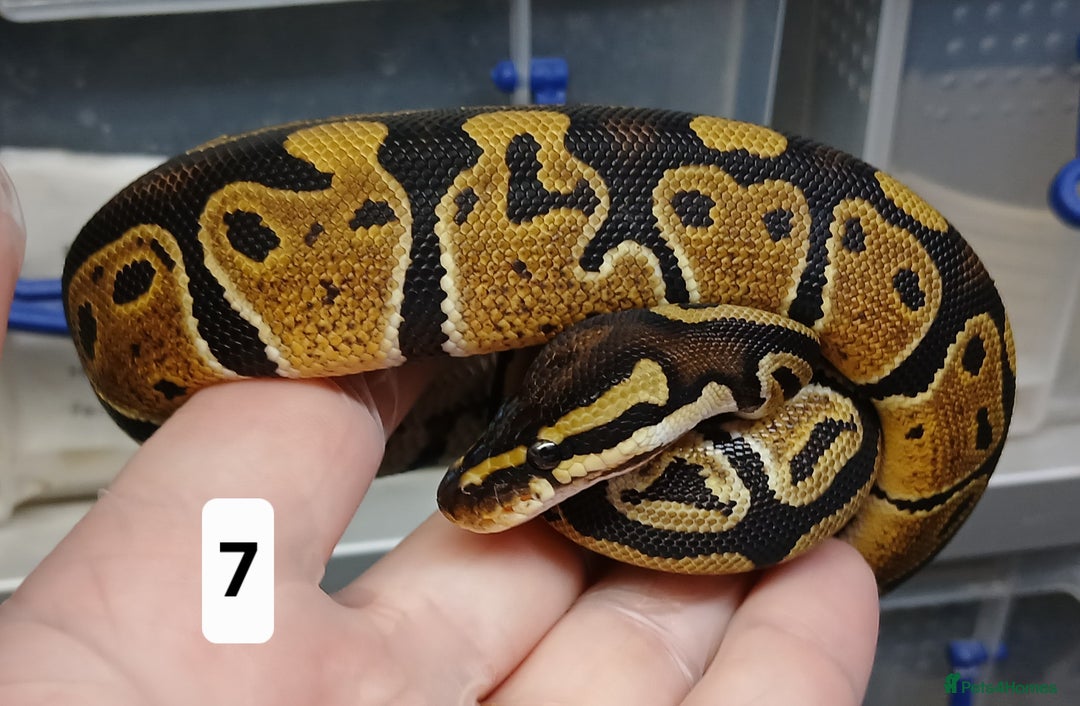 Python Snake reptiles for sale: Royal Python Morphs Males - Image 15