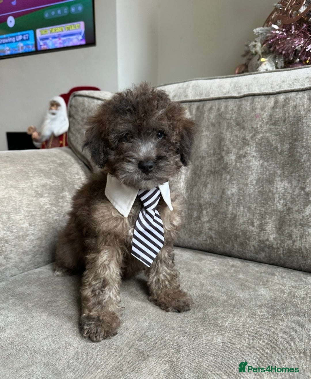 Cockapoo dogs for sale: Outstanding Cockapoos’s  - Advert 11