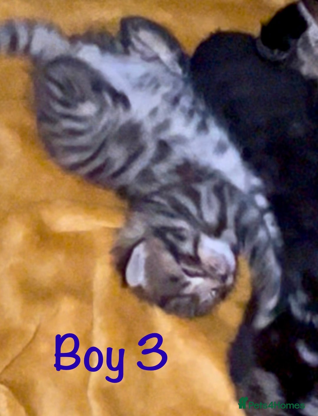 Bengal cats for sale: Gorgeous 5 Bengal-cross kittens - Image 3
