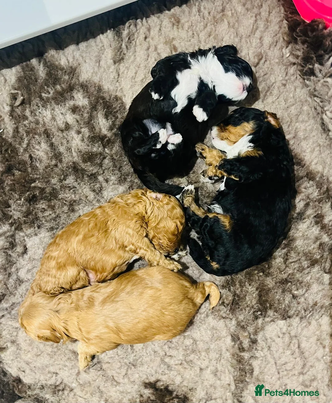 Cavapoo dogs for sale: Stunning F1b Cavapoo puppies  - Advert 8