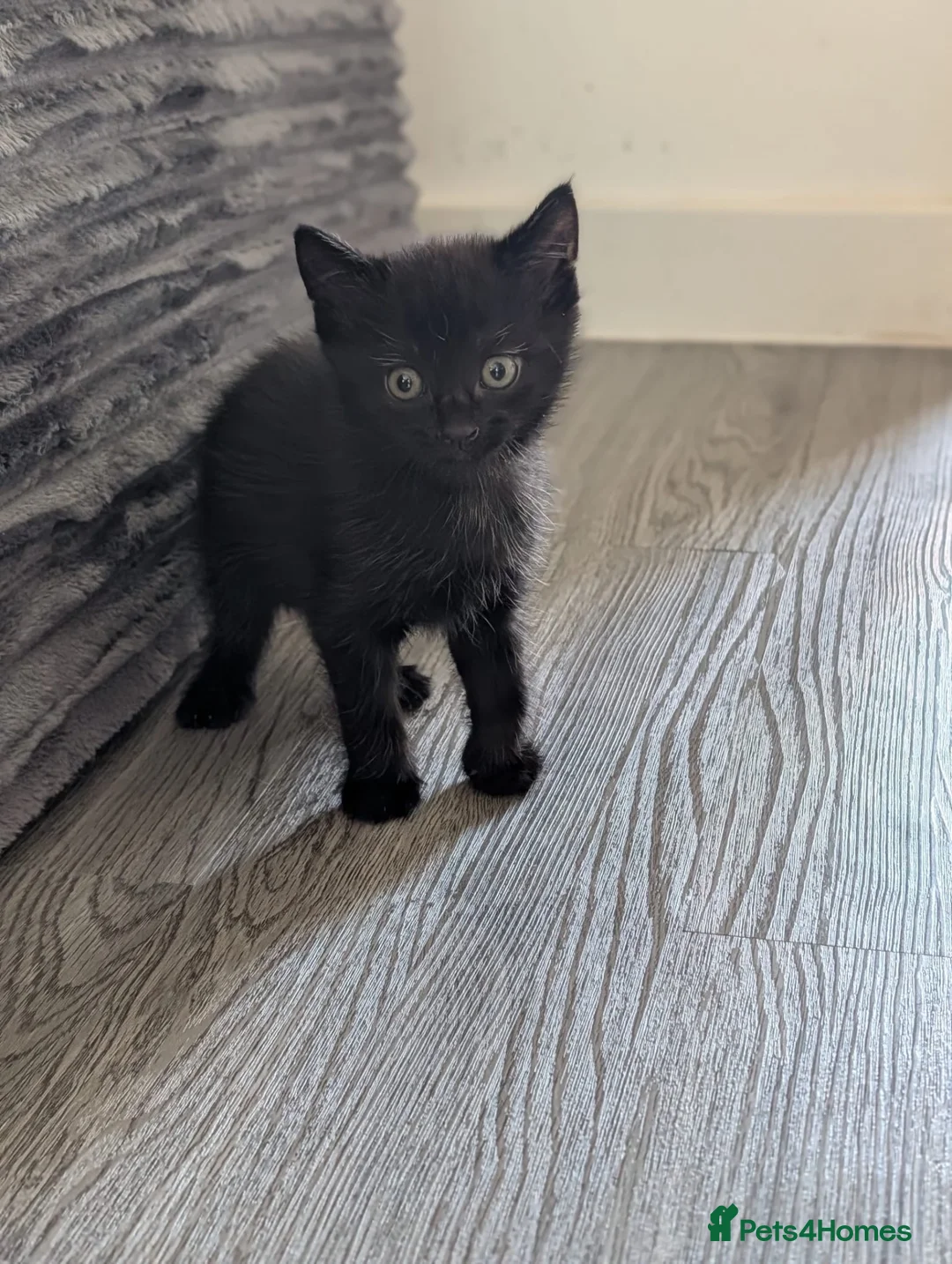 Mixed Breed cats for sale: Russian blue cross - Advert 1