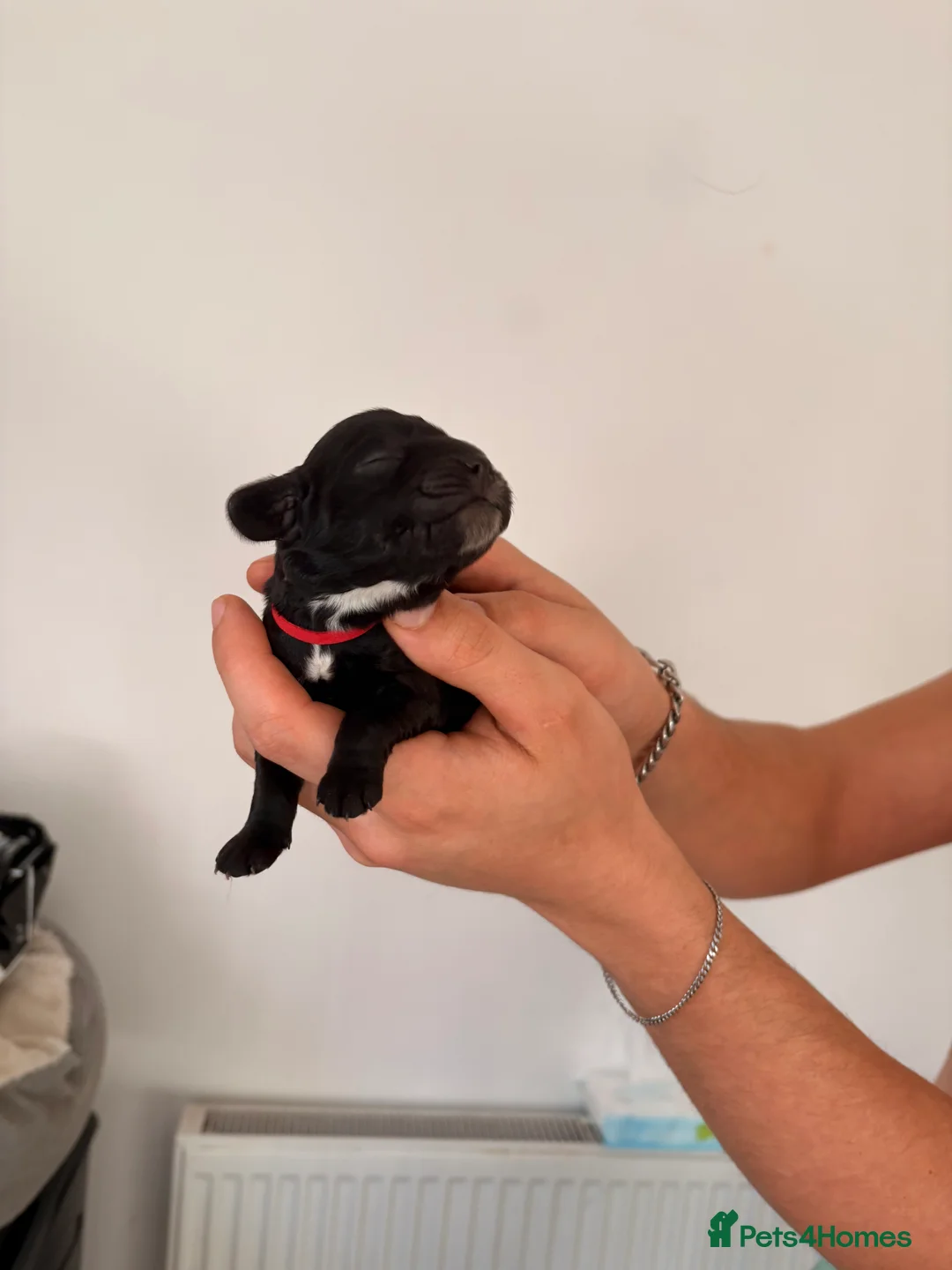 Cocker Spaniel dogs for sale: Beautiful litter of 9 cocker spaniel puppies 🥰 - Advert 17