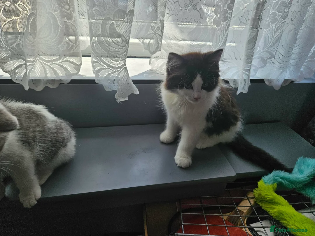 Ragdoll cats for sale: 4 kittens ragdoll and British shorthear mix - Advert 2