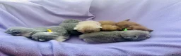 British Shorthair cats for sale: GCCF Registered BSH/BLH Kittens - Advert 15