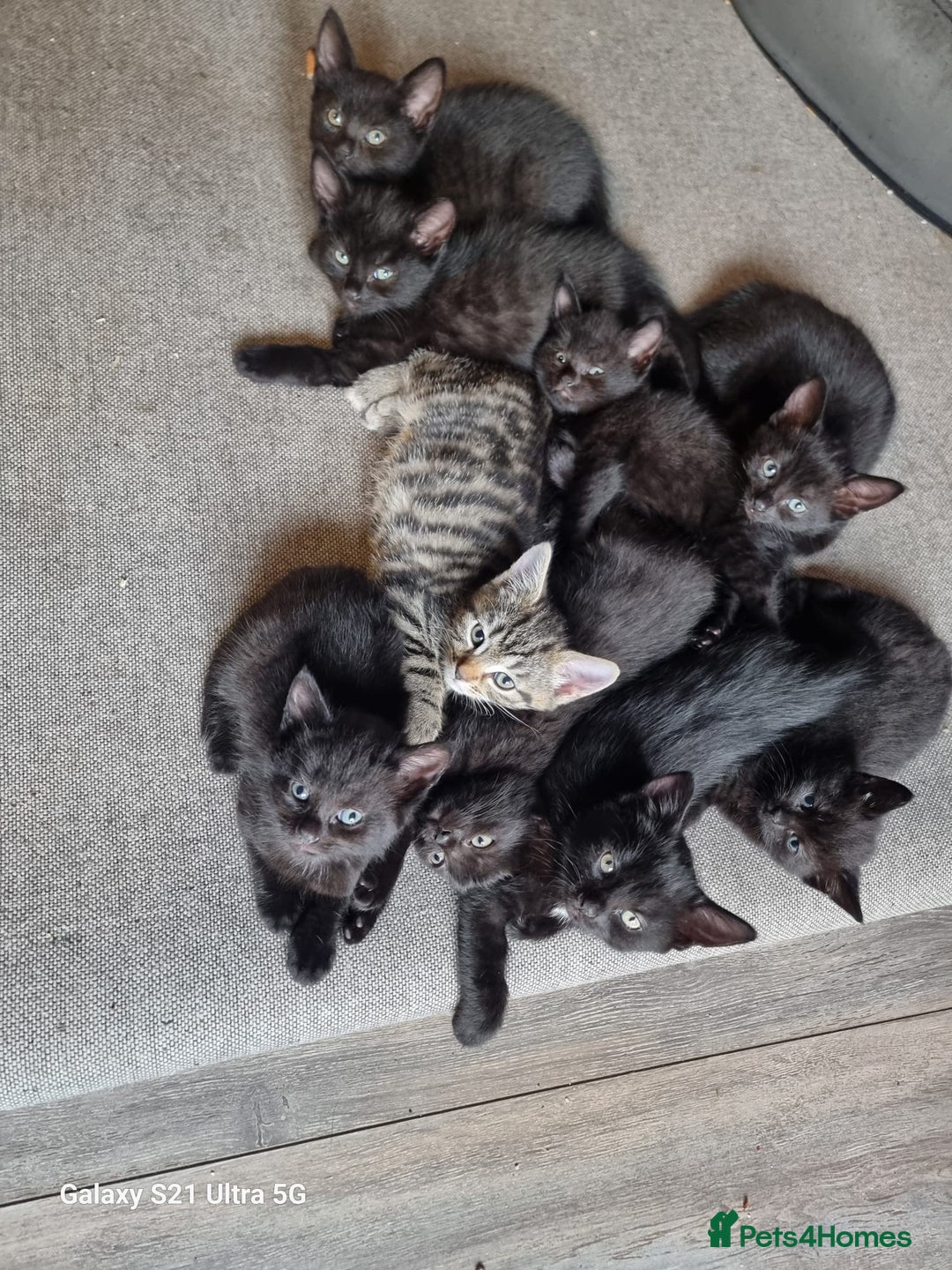 Mixed Breed cats for sale: Mixed breed kittens for sale - Image 5
