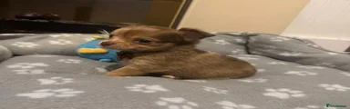 Chihuahua 1
