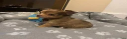 Chihuahua dogs for sale: Beautiful Chihuahua puppies seeking loving homes in Portsmouth - Advert 3