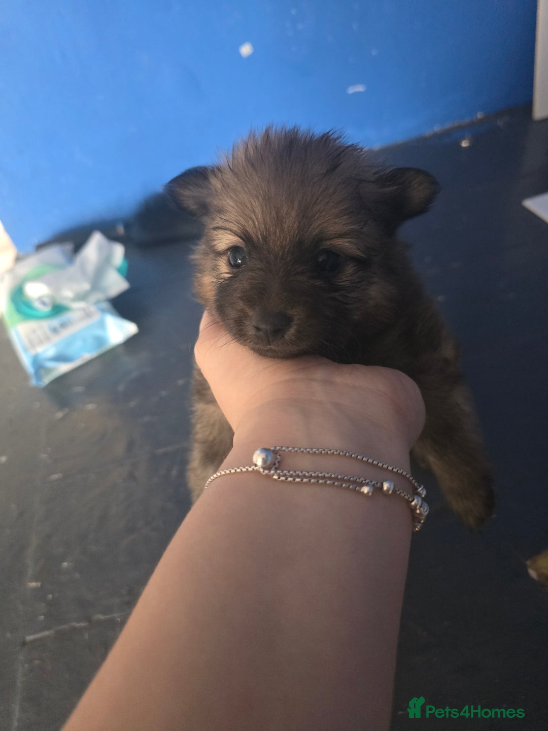 Pomeranian dogs for sale: Pomeranian puppies for sale - Advert 5
