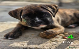 Boxer dogs for sale: Boxer pups - Image 5