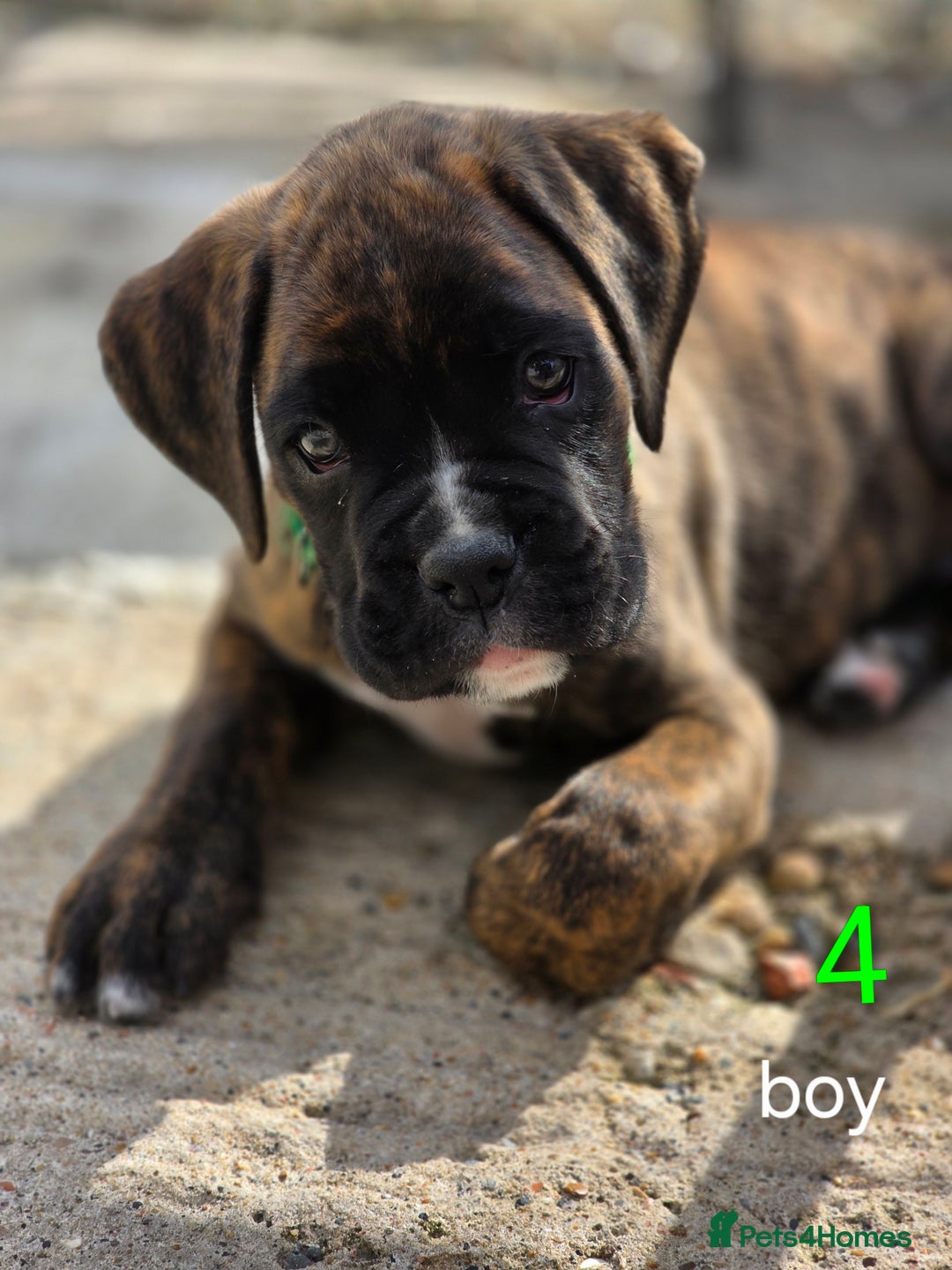 Boxer dogs for sale: Boxer pups - Image 5