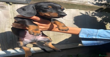 Dachshund dogs - Advert 3