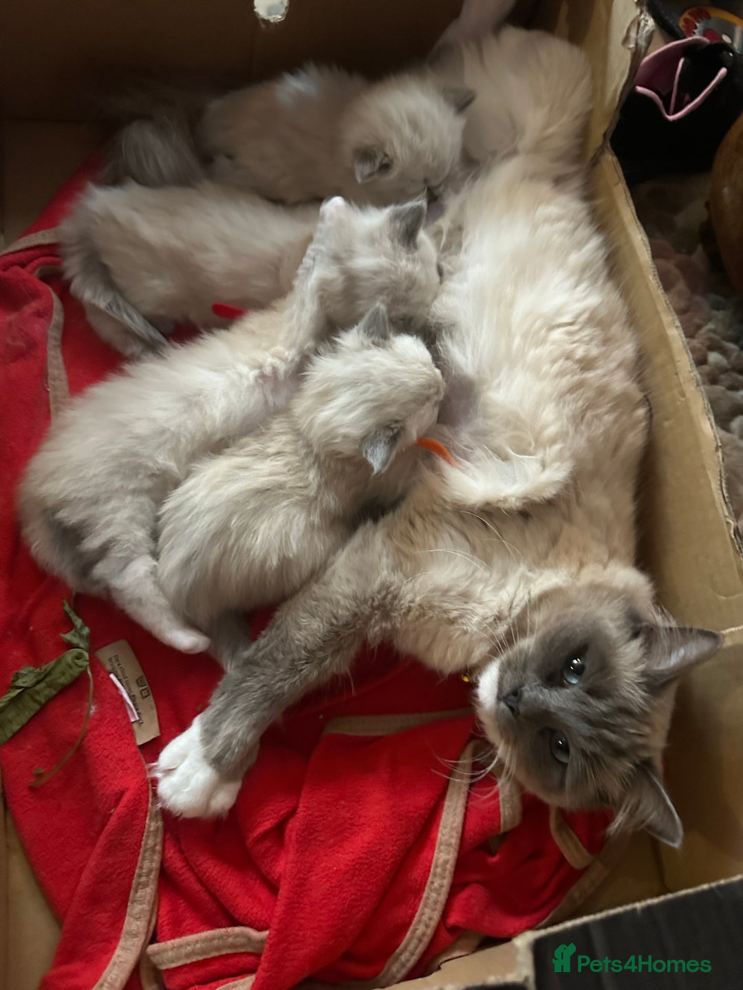 Ragdoll cats for sale: Ragdoll blue point kittens  - Advert 6