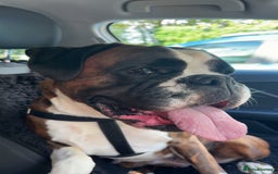 Boxer dogs for sale: Outstanding Boxer puppies (health tested parents) - Image 7