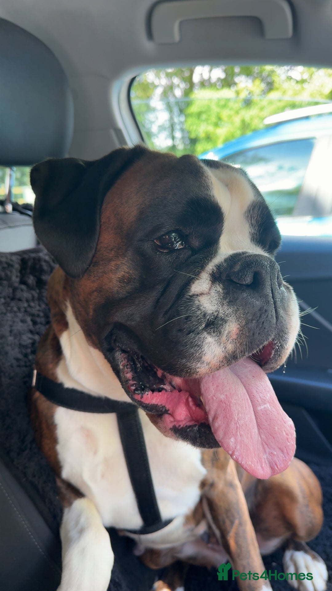 Boxer dogs for sale: Outstanding Boxer puppies (health tested parents) - Image 7